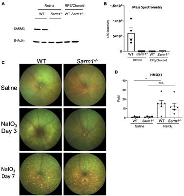 SARM1 Promotes Photoreceptor Degeneration in an Oxidative Stress Model of Retinal Degeneration